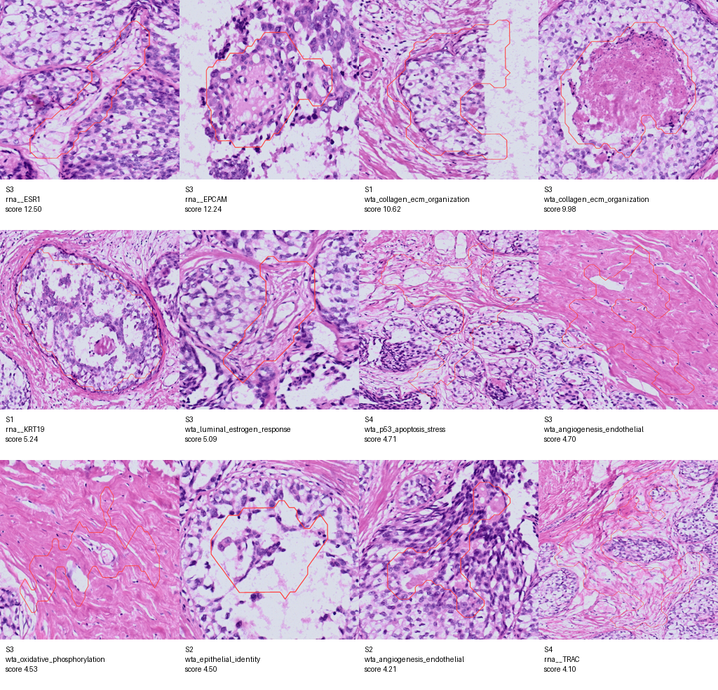 WTA morphomolecular hero contour montage